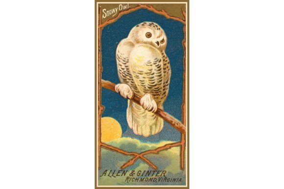 Download Snowy Owl - Owl Collection